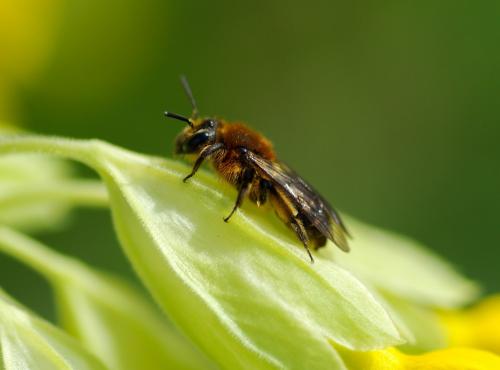 Réf. 226 293 : Andrena lagopus