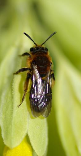 Andrena lagopus