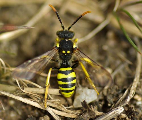 Nomada succincta