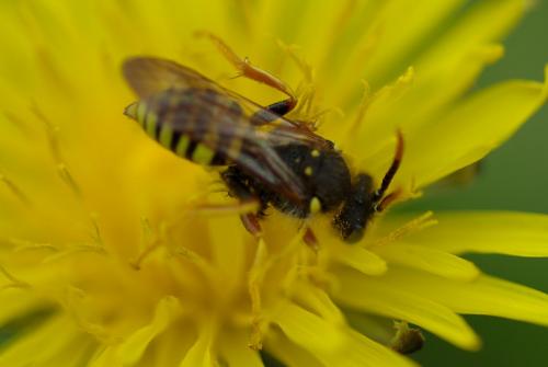 Nomada sp.