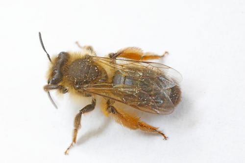 Andrena sp.