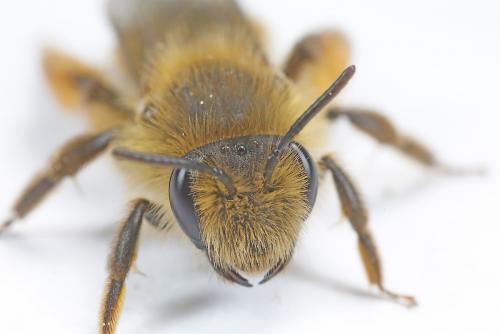 Andrena sp.
