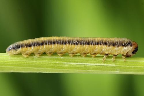 Dolerus haematodes