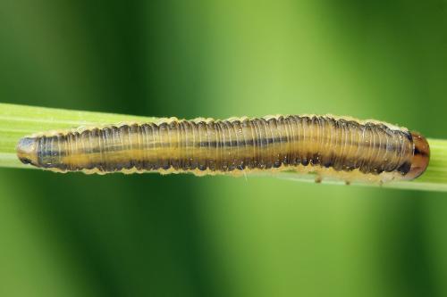Dolerus haematodes