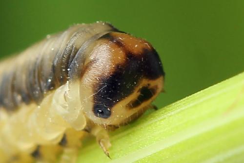 Dolerus haematodes