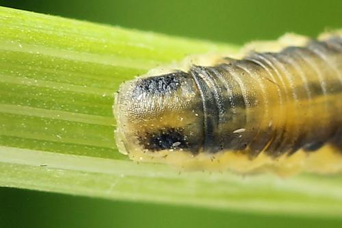 Dolerus haematodes