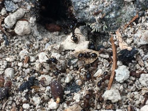 Réf. 226 813 : Messor sp.