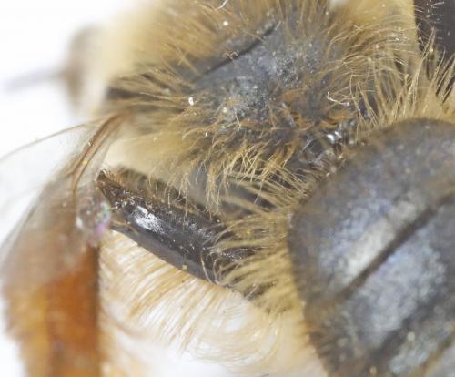 Réf. 226 768 : Andrena sp.