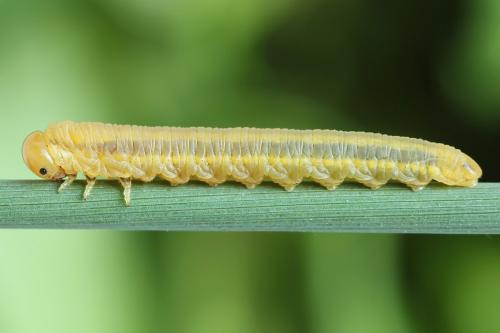 Réf. 226 667 : Dolerus sp.