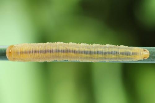 Dolerus sp.