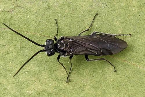Dolerus haematodes