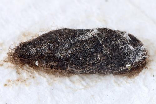 Euura bergmanni