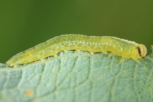 Euura bergmanni
