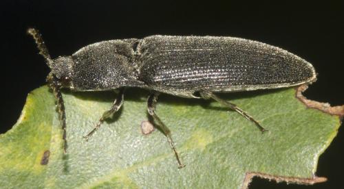 Melanotus tenebrosus