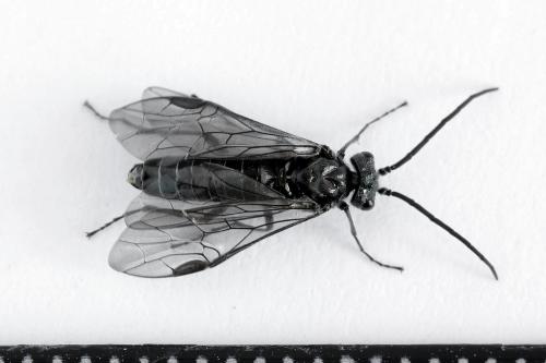 Dolerus haematodes