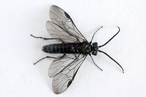 Dolerus haematodes