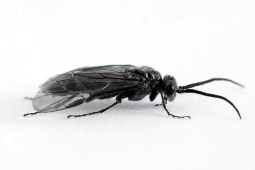 Dolerus haematodes