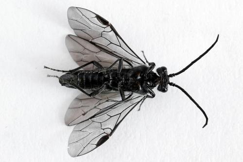 Réf. 226 165 : Dolerus haematodes