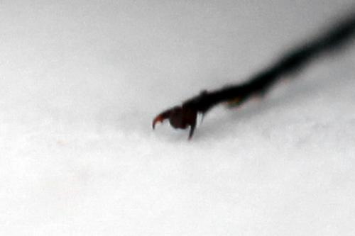 Dolerus haematodes