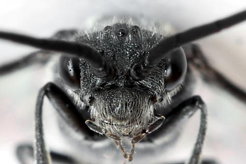 Dolerus haematodes