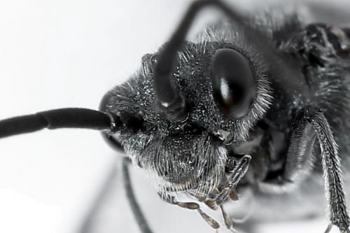 Réf. 226 170 : Dolerus haematodes