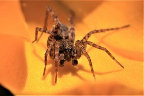 Pardosa sp.