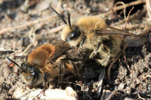 Réf. 226 350 : Colletes cunicularius