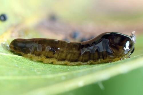 Réf. 226 635 : Caliroa cerasi