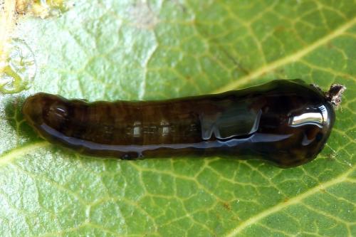 Caliroa cerasi