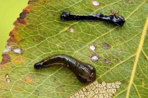 Caliroa cerasi