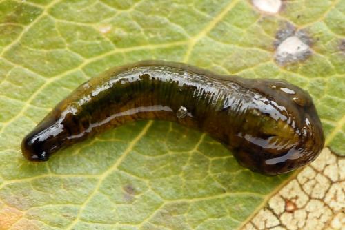 Caliroa cerasi