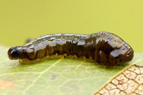Caliroa cerasi