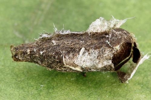 Euura bergmanni