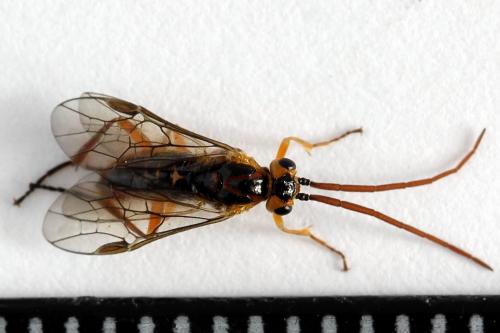 Euura bergmanni