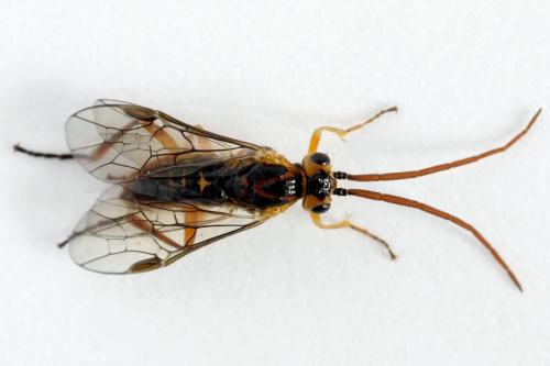 Réf. 226 254 : Euura bergmanni