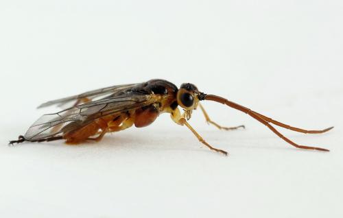 Euura bergmanni