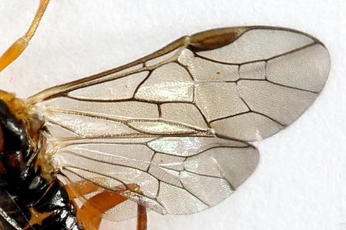 Euura bergmanni