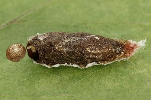 Euura bergmanni