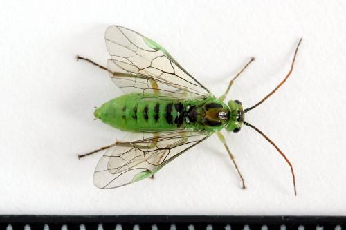 Euura bergmanni