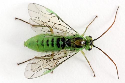 Euura bergmanni