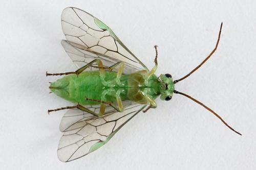 Euura bergmanni