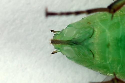 Euura bergmanni