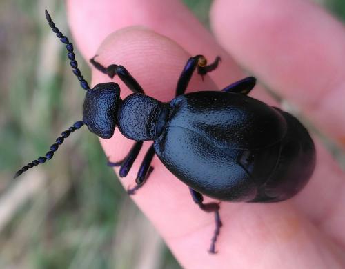 Réf. 226 051 : Meloe violaceus