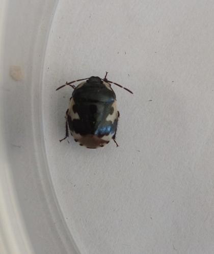 Réf. 226 373 : Tritomegas bicolor