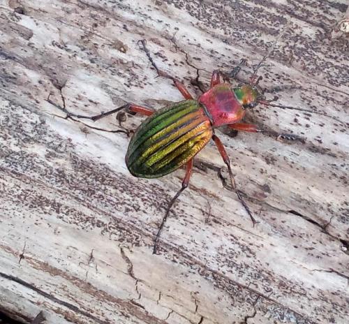 Réf. 226 831 : Carabus auronitens