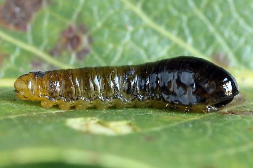 Caliroa cerasi