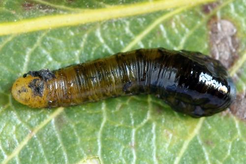 Caliroa cerasi