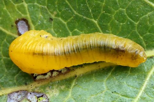 Caliroa cerasi