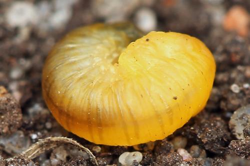 Caliroa cerasi