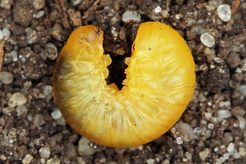 Réf. 226 645 : Caliroa cerasi